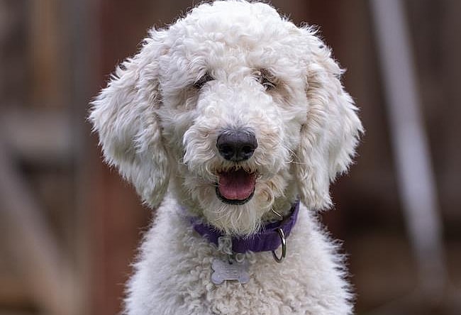 Giji - Poodle (Standard)