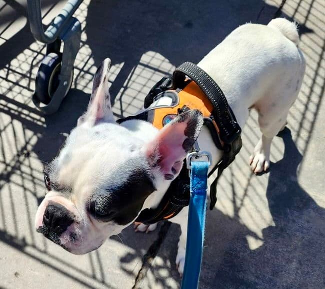 Piglet - Boston Terrier