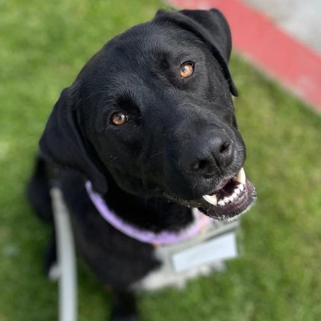 Mela - Labrador Retriever