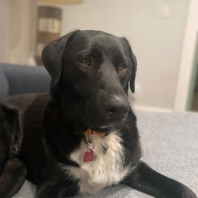 Mela - Labrador Retriever