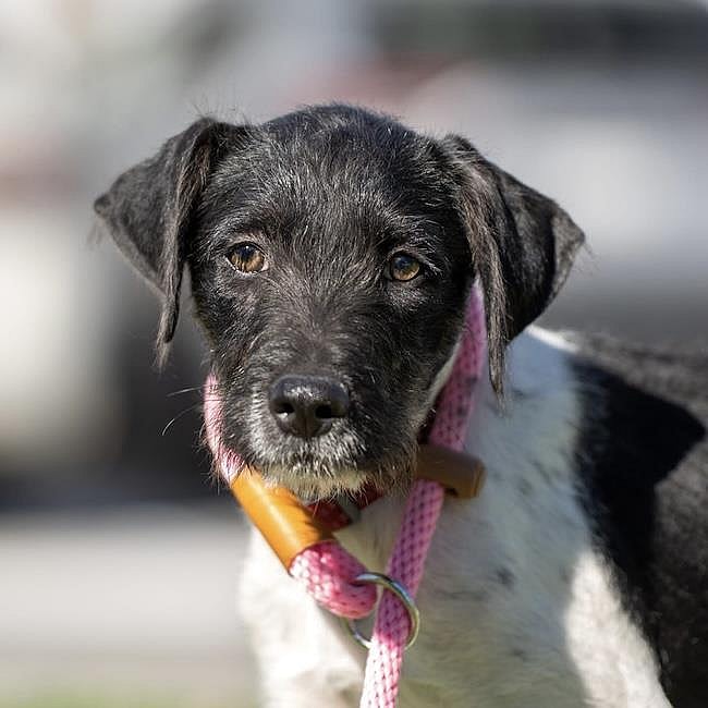 Etsy Pup - Decor - Wirehaired Fox Terrier