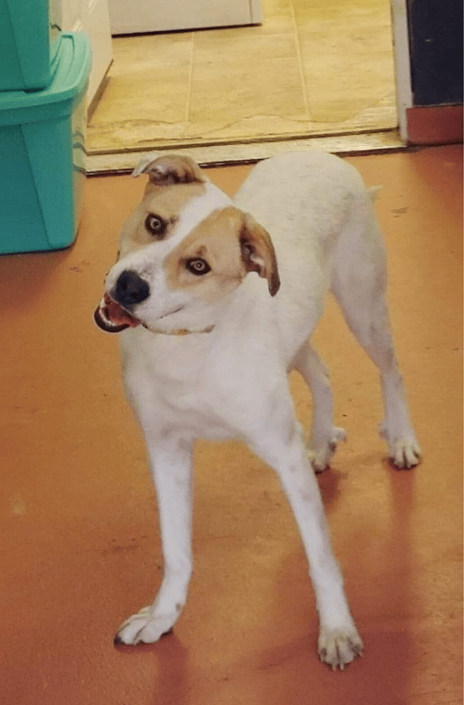 Sage - the Dog abandoned Below Freezing Temps