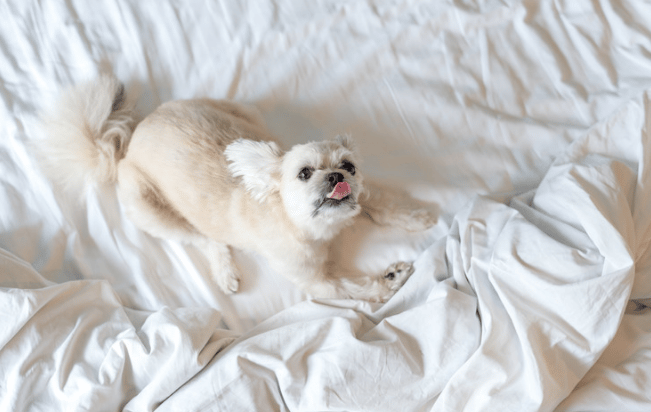Dog Peed On a Bed
