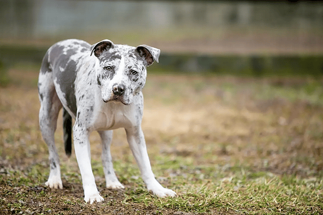 Catahoula Pitbull Mix