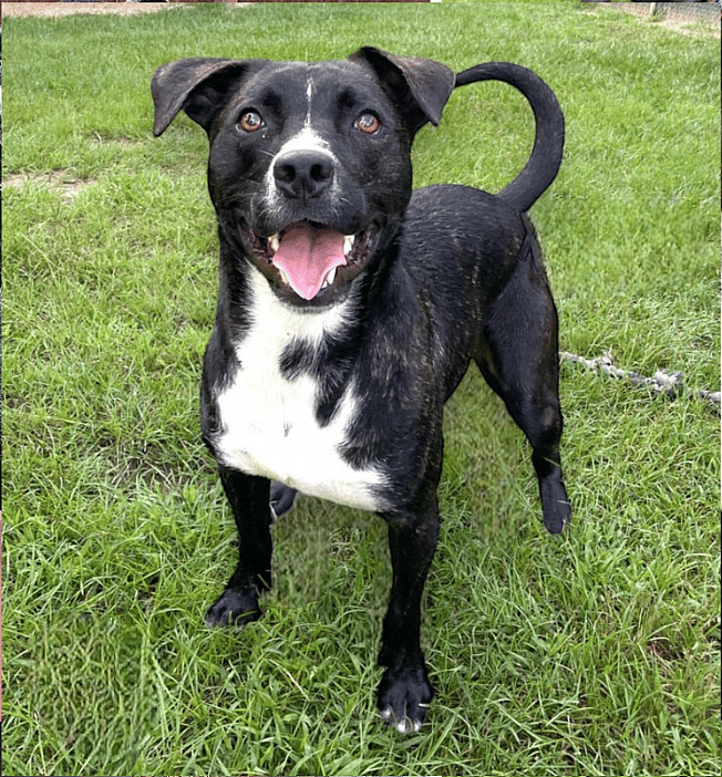 rocco - Shelter Dog Waits 757 Days Hoping For a Family