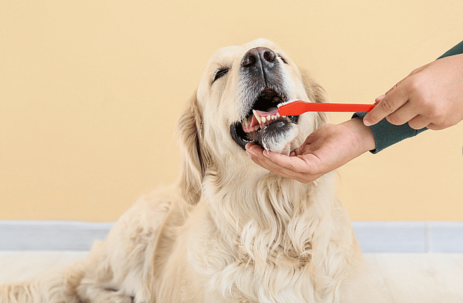 Brushing dog's teeth