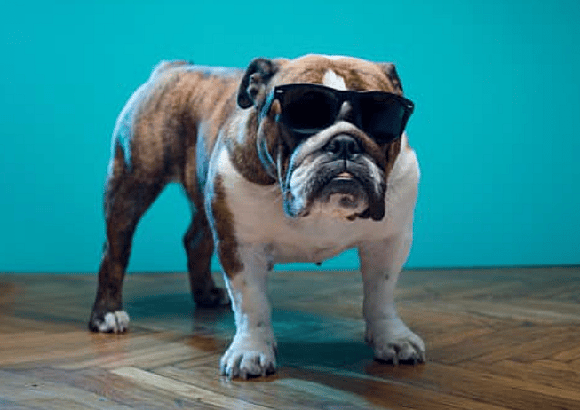 Badass Bulldog