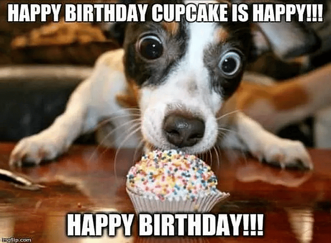 Dog Birthday Meme