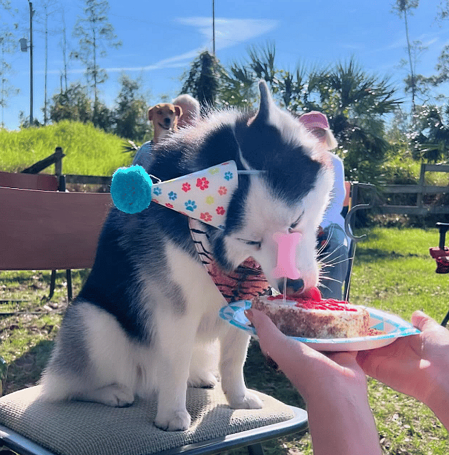 Senior Dog's EPIC Birthday Cake Bash!