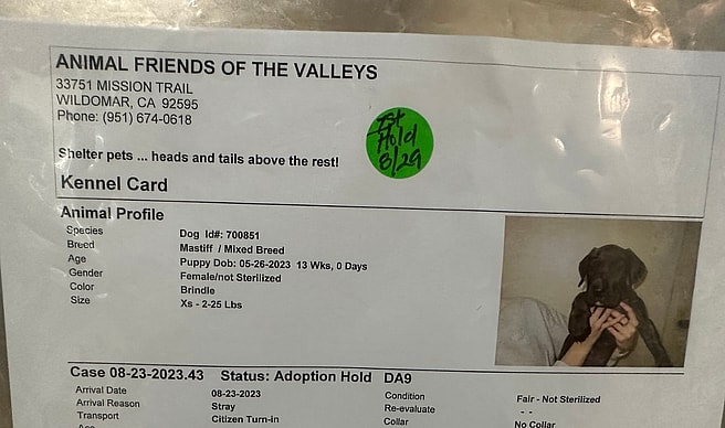 Mama is left in the shelter alone