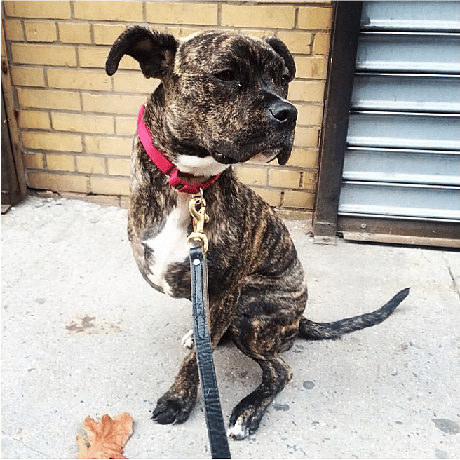 Celebrities own pitbulls - John Stewart