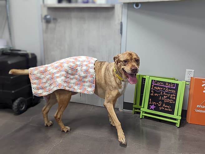 Wrinkly-Faced Dog Whose Human Lost Everything