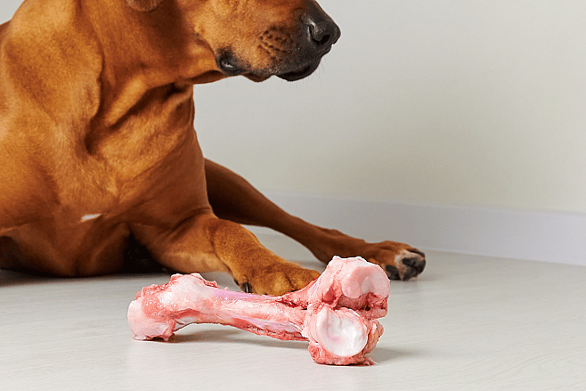 80-10-10 Raw Dog Food Diet