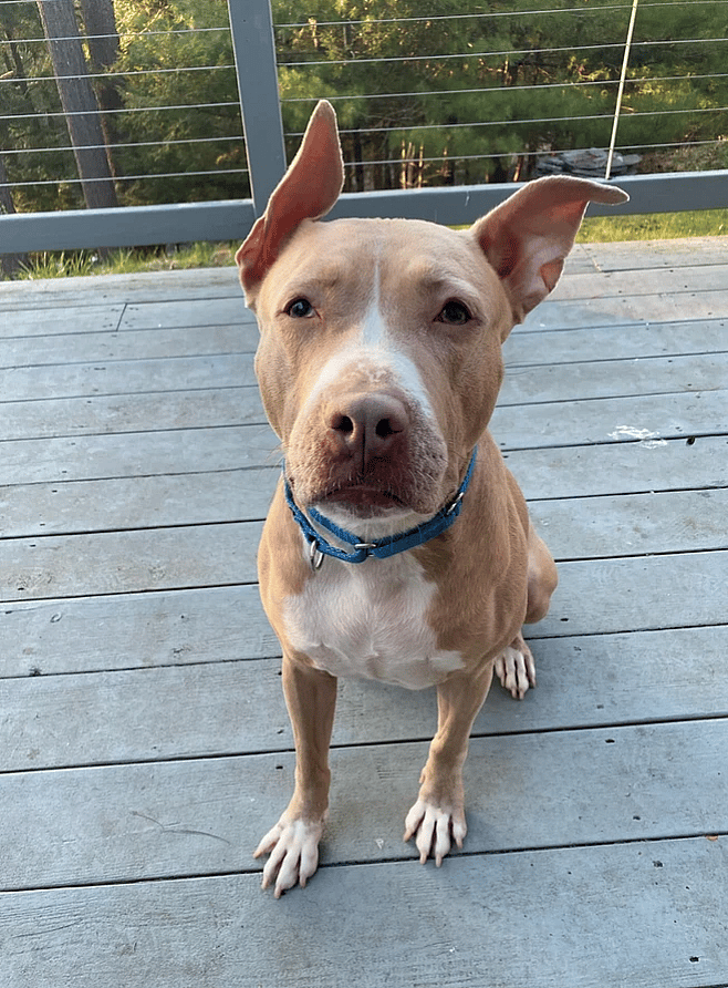 CARTIER up for Adoption