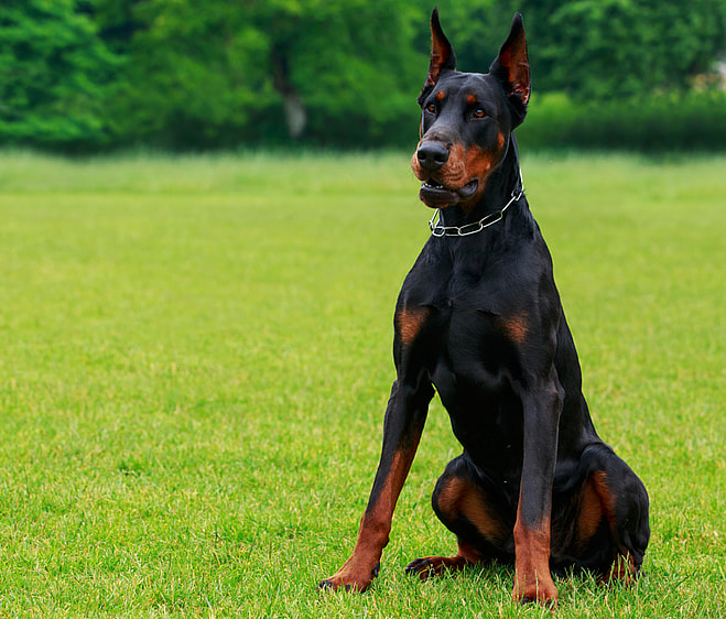 Doberman