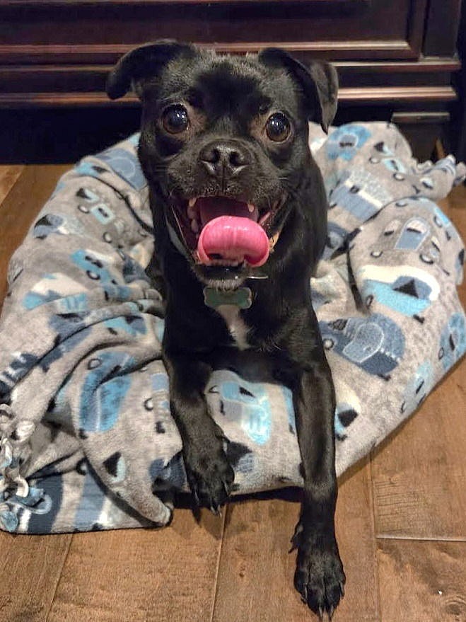 Suki - Foster or Adopt Me! - Pug