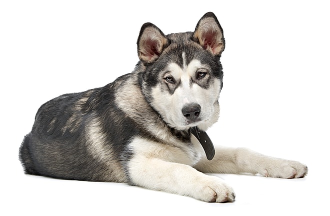 Are Alaskan Malamutes Hypoallergenic?