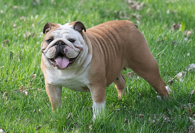 English Bulldog