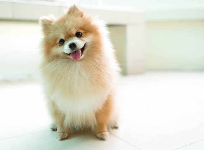 Pomeranian Names