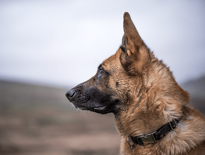 badass dog names - K9