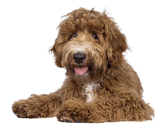 a labradoodle