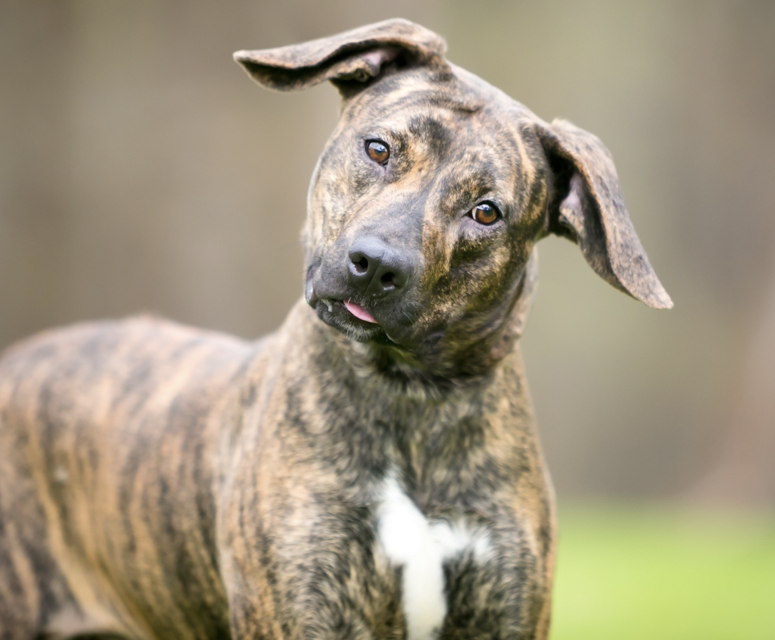 badass dog names - Brindle dog