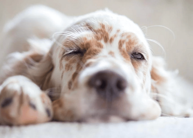 Why Do Dogs Sleep with Their Eyes Open?