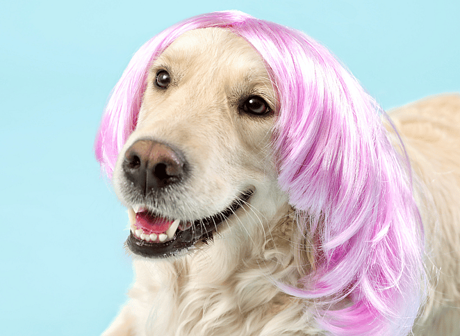 Taylor Swift Inspired Dog Names