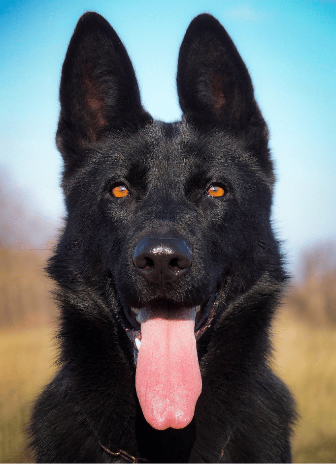 Black Dog Names
