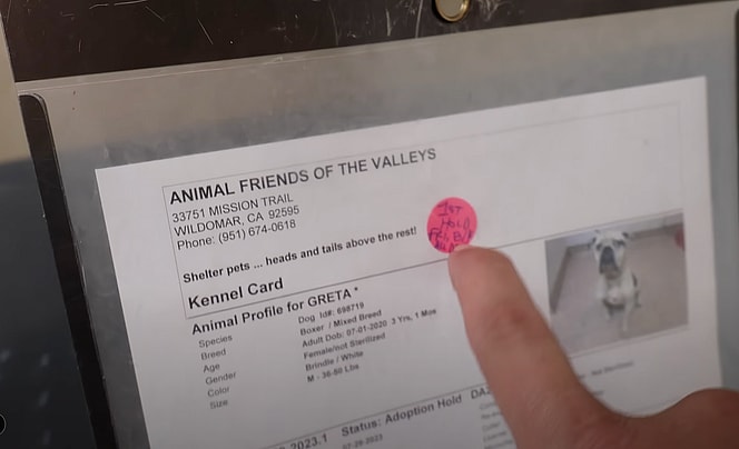 Hold Periods For Pets At the Shelter