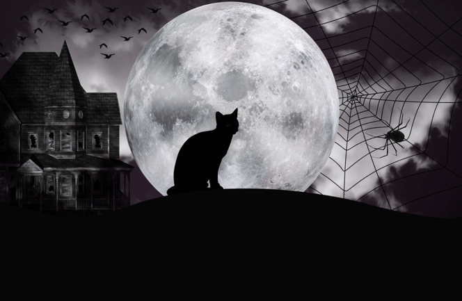 Black Dog and Cat Syndrome