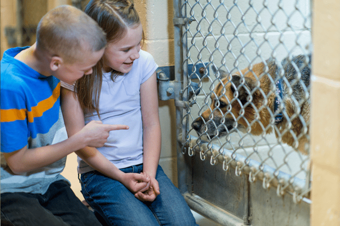 Dog adoption