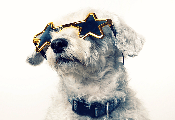 Dog Names Starting with B