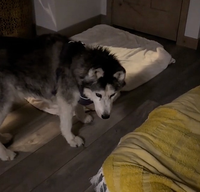 Viral TikTok Shows The Symptoms of Canine Dementia—Learn What To Look For