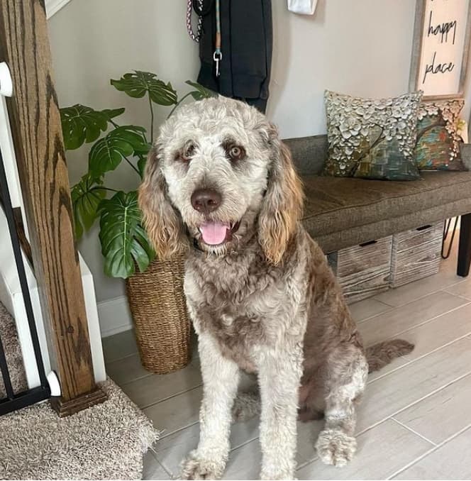 newfiedoodle