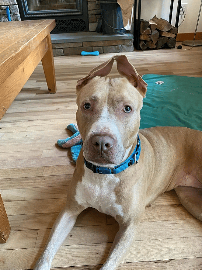 CARTIER up for Adoption