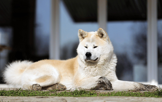 badass dog names - Akitas