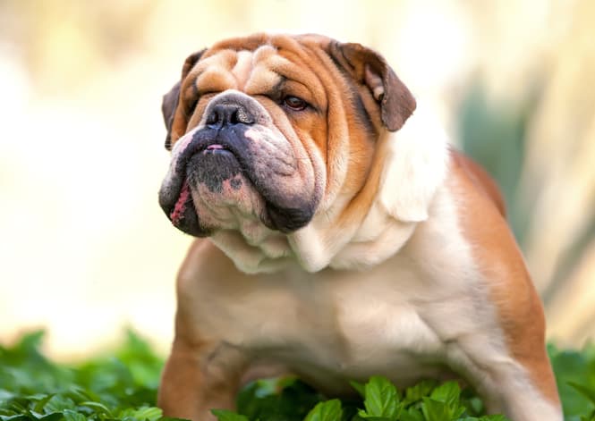 A bulldog