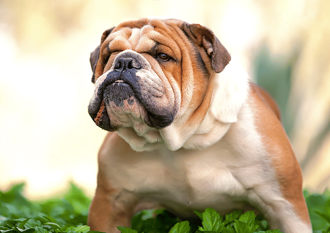 A bulldog