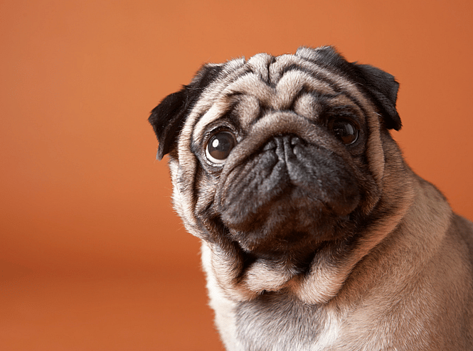 dog names start with 'R'