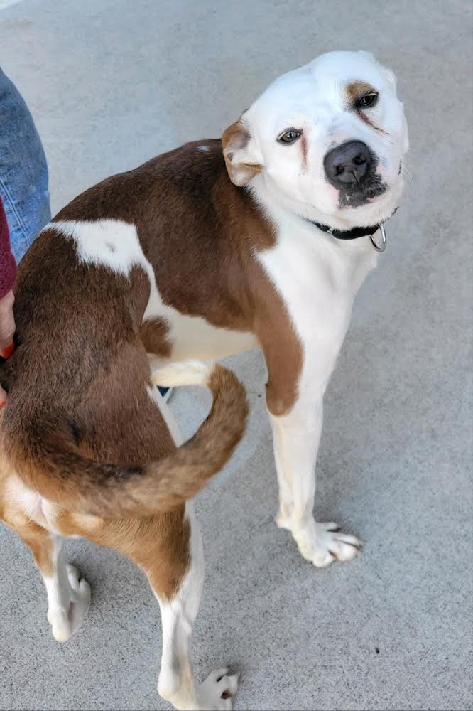 TEDDY - Sweet Young Guy! Loves People/Dogs