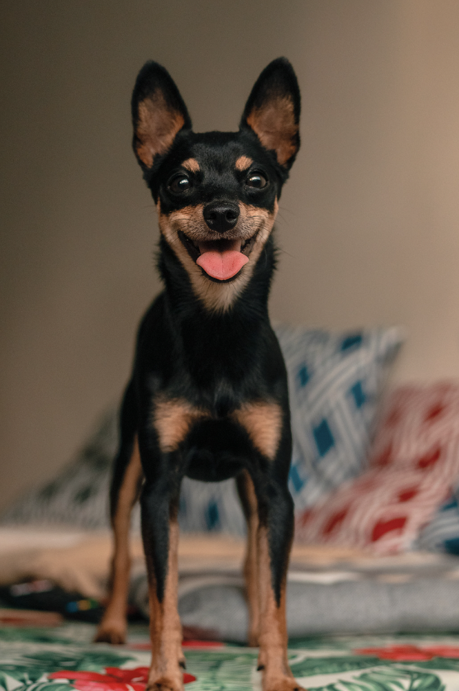 Barking dogs - Mini pin