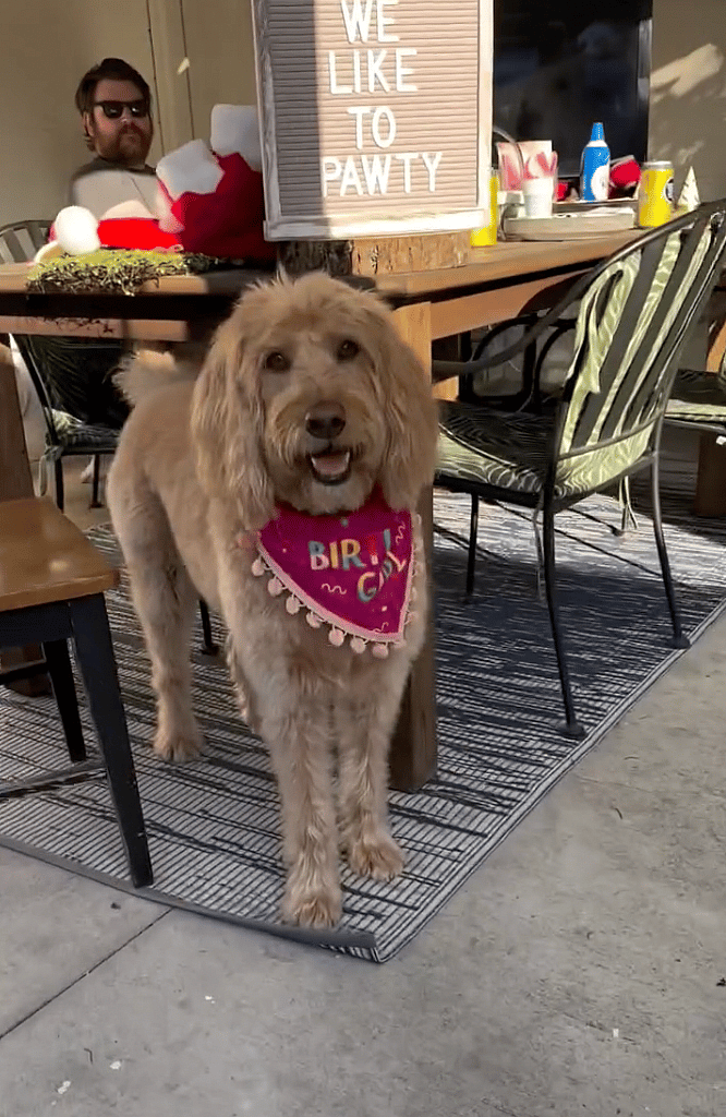 Dog Epic Birthday Bash: Labradoodle's Birthday Cake Lasts Seconds Before It's Wolfed Down in Epic Pawty