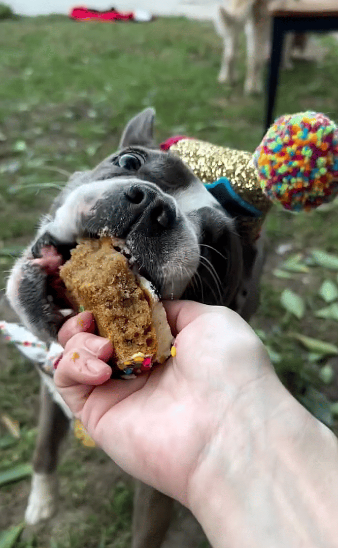 Dog Epic Birthday Bash: Labradoodle's Birthday Cake Lasts Seconds Before It's Wolfed Down in Epic Pawty