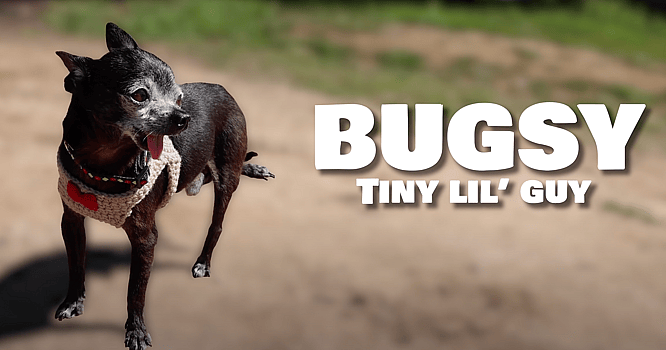 Letting a tiny Homeless Dog Pick his First Meal