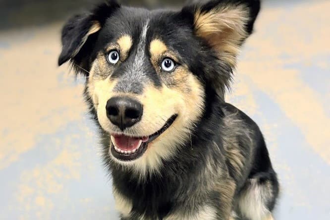 Dahlia - Australian Shepherd