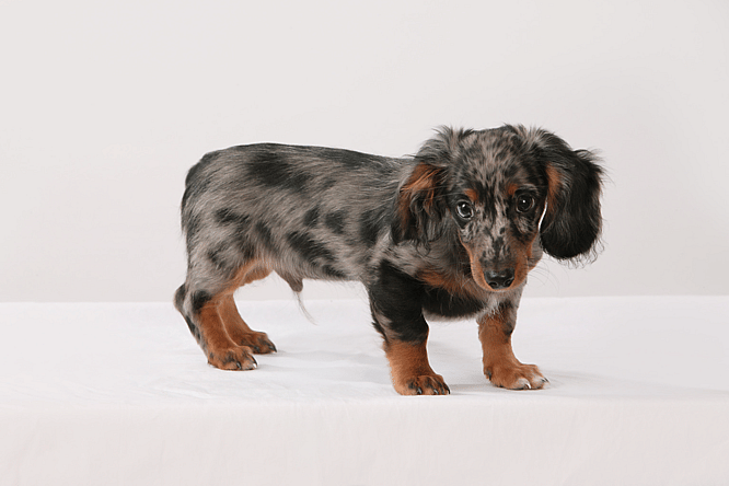 A Dachshund