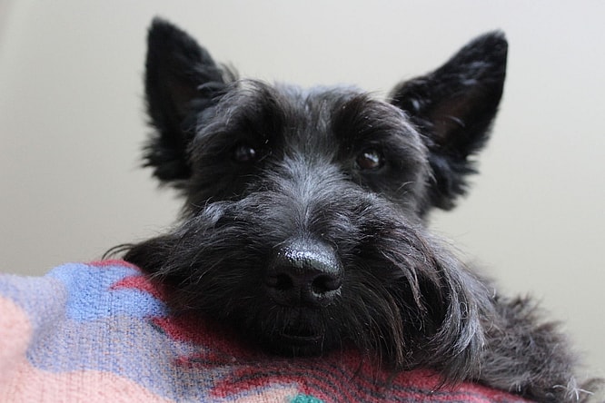 Cozmo - Gorgeous Scottish Terrier