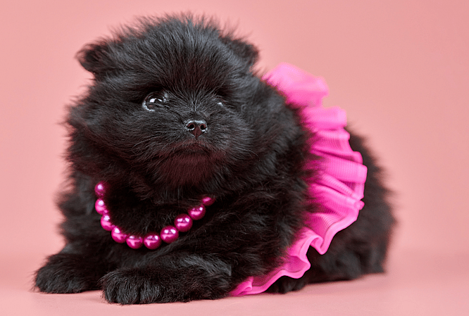 Taylor Swift Inspired Dog Names
