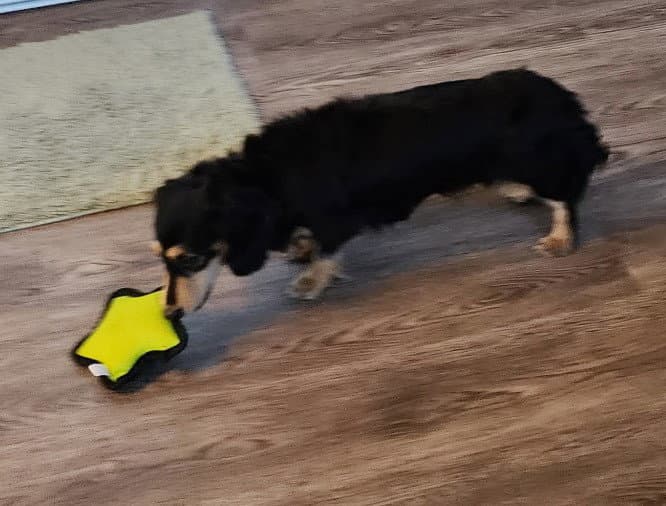 Skylar in TN - Dachshund